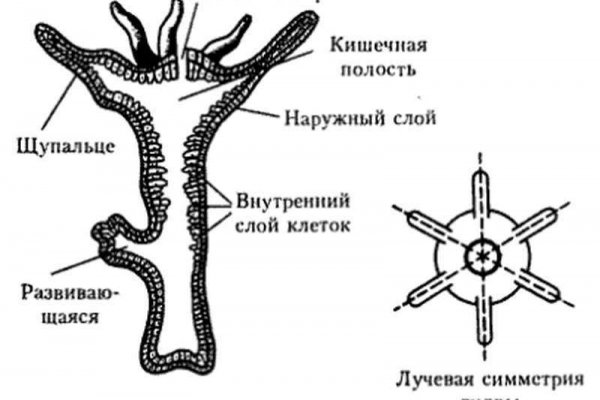 Кракен сайт продаж